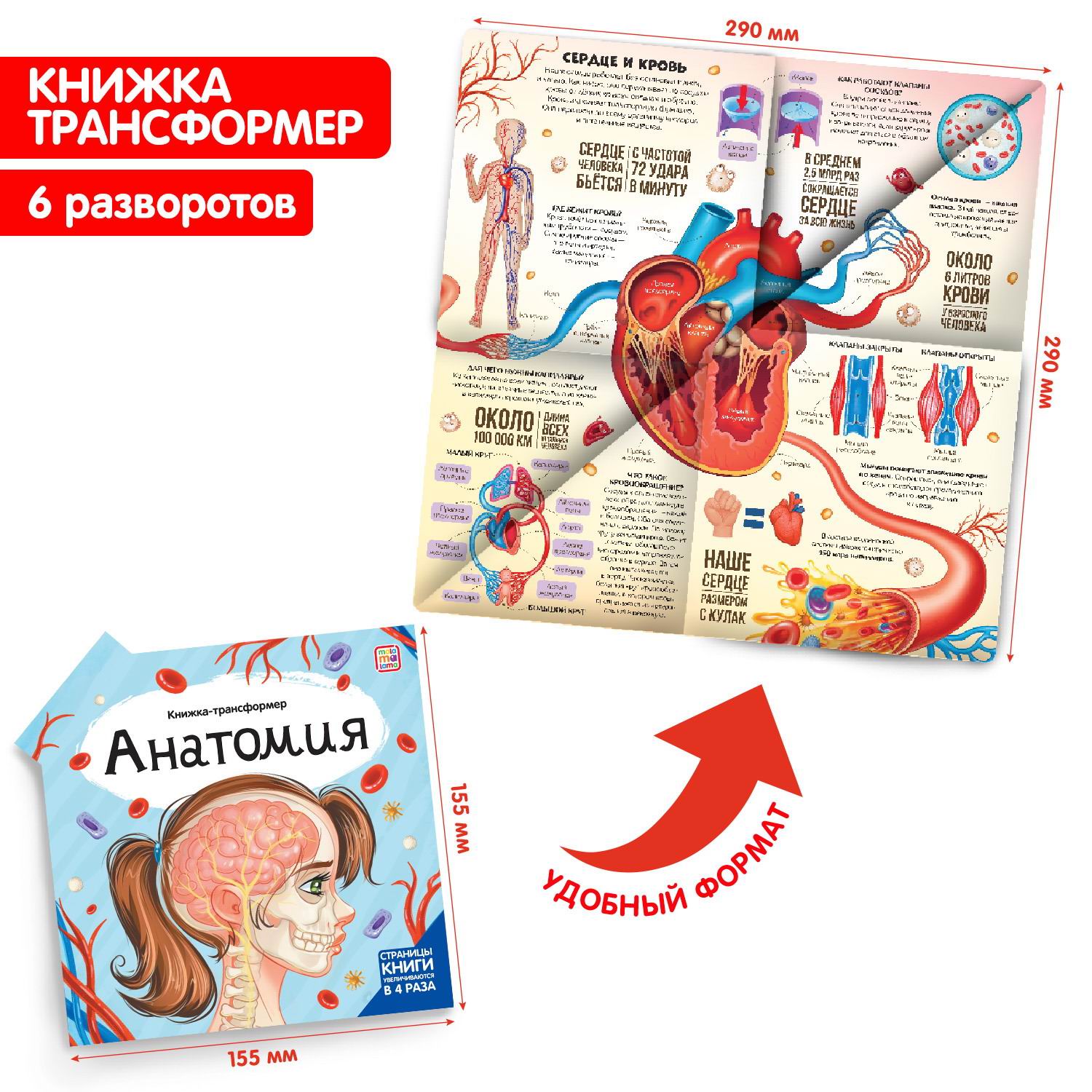 

Malamalama Книжка-трансформер. Анатомия 34922-8, 34922-8