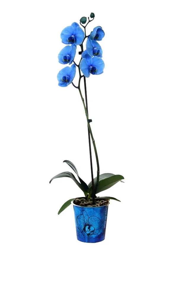 Орхидея Фаленопсис блу d12 см