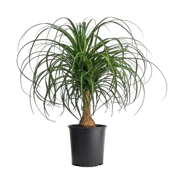 Нолина Бокарнея h50 см d17 см