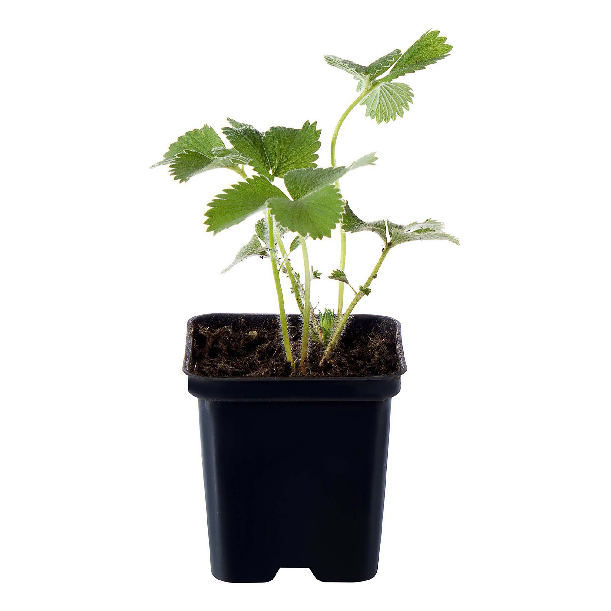 

Рассада земляника Фраголауреа PlantMarket