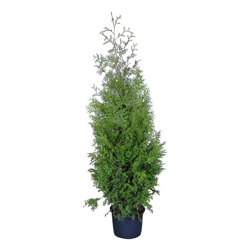 

Саженцы туя западная Брабант PlantMarket 1 шт.