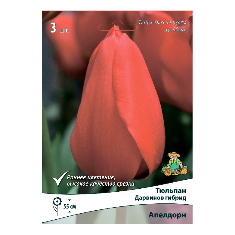 

Луковицы тюльпан Апелдорн Поиск 3 шт.