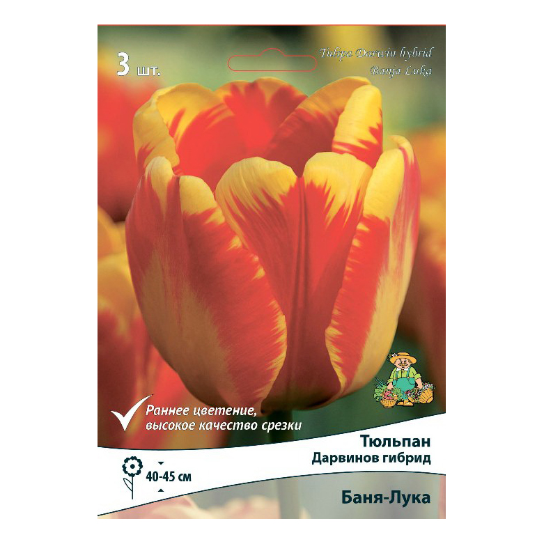 

Луковицы тюльпан Баня-лука Поиск 3 шт.