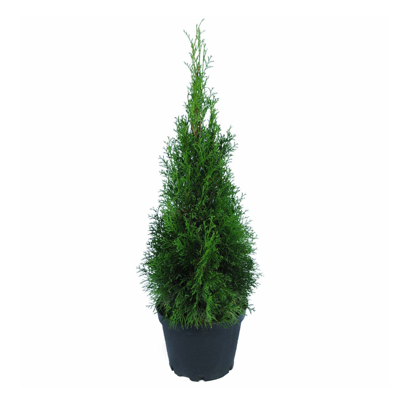 

Саженцы туя западная Смарагд C3 PlantMarket 1 шт.