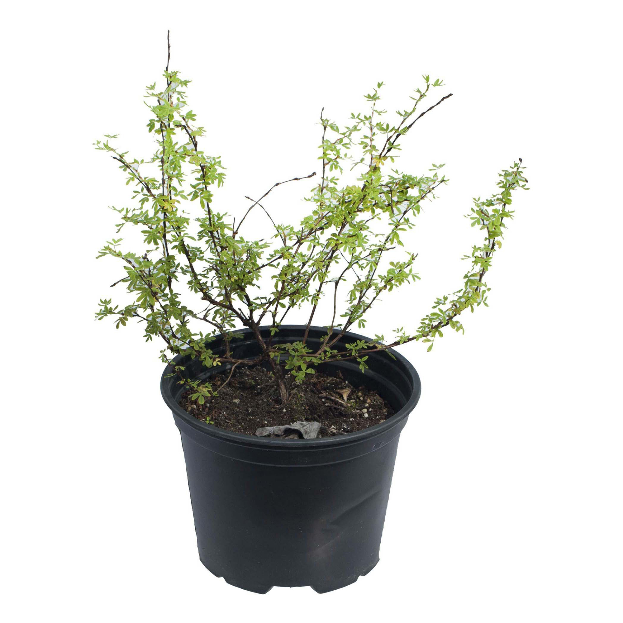 

Саженцы лапчатка Абботсвуд C3 PlantMarket 1 шт.