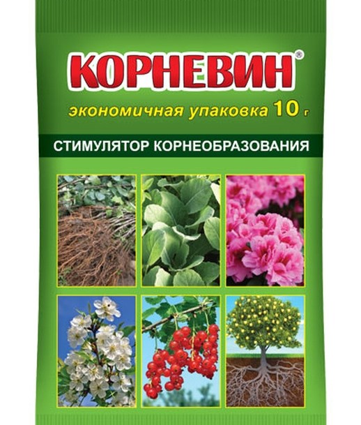 

Корневин, 10г