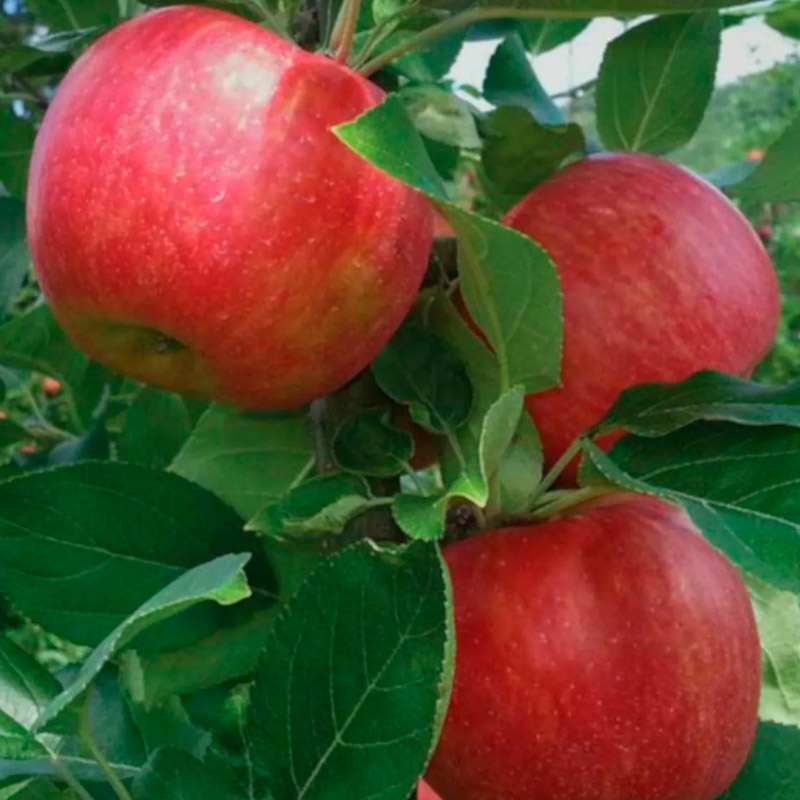 

Саженец яблони Питомник растений Плодовый сорт Хейзен 1-летний ОКС, 1-летний саженец