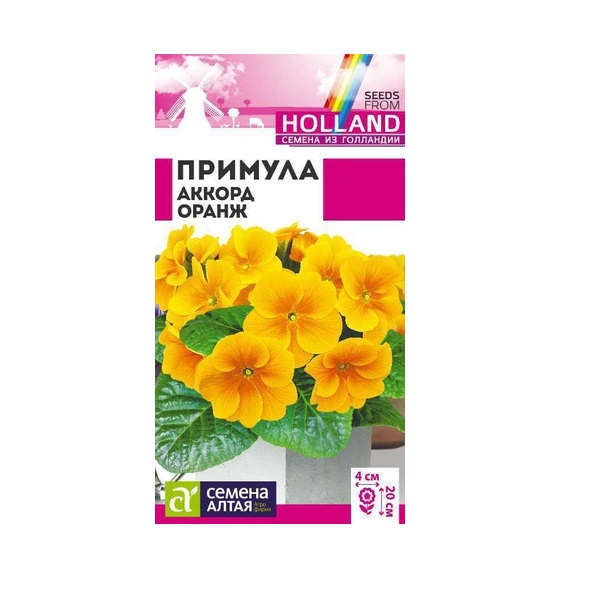 

Примула Аккорд Оранж