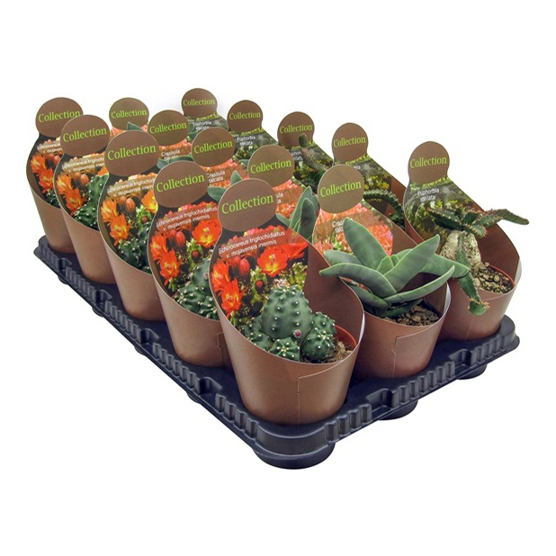 Микс кактус/суккулентов h25 см d10,5 см