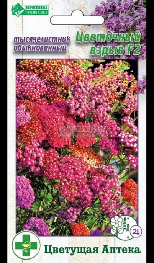 Семена цветов Евросемена Тысячелистник обыкновенный Цветочный Взрыв F2 31386 1 шт