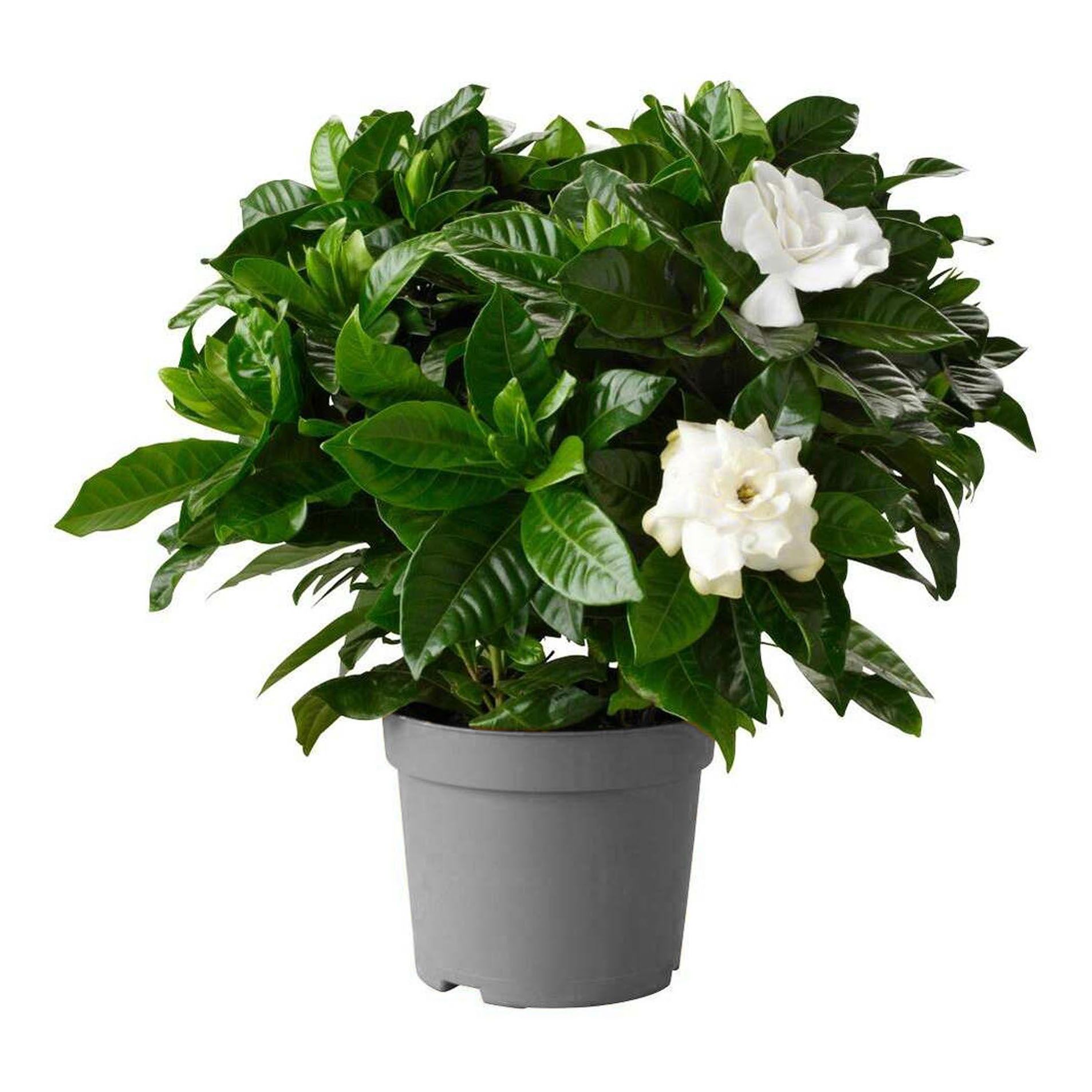 

Гардения Gardenia Jasminoides 15 см