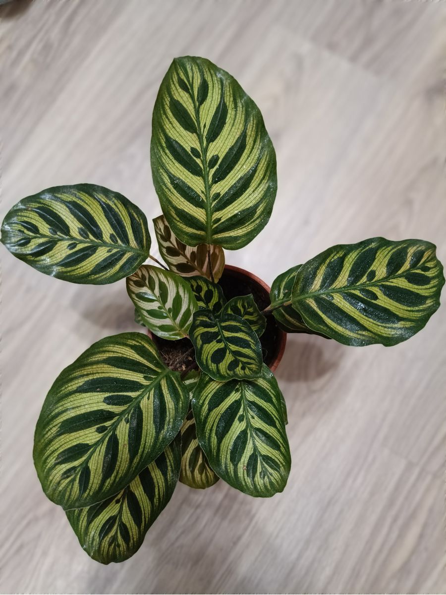 Комнатное растение,RostOk 188973928 Калатея Макояна