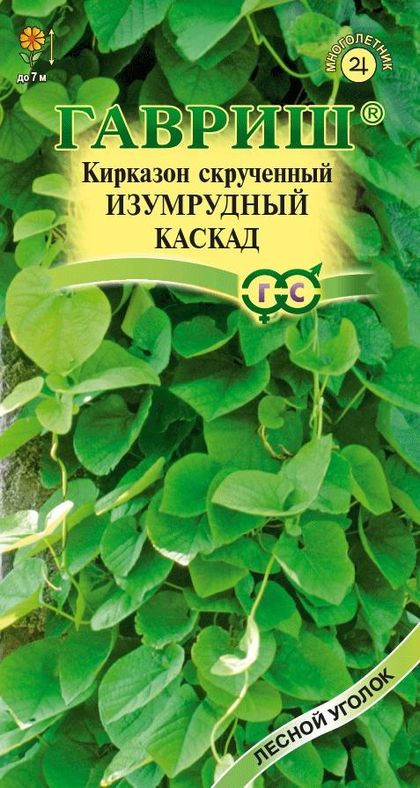 

Кирказон скрученный Изумрудный каскад