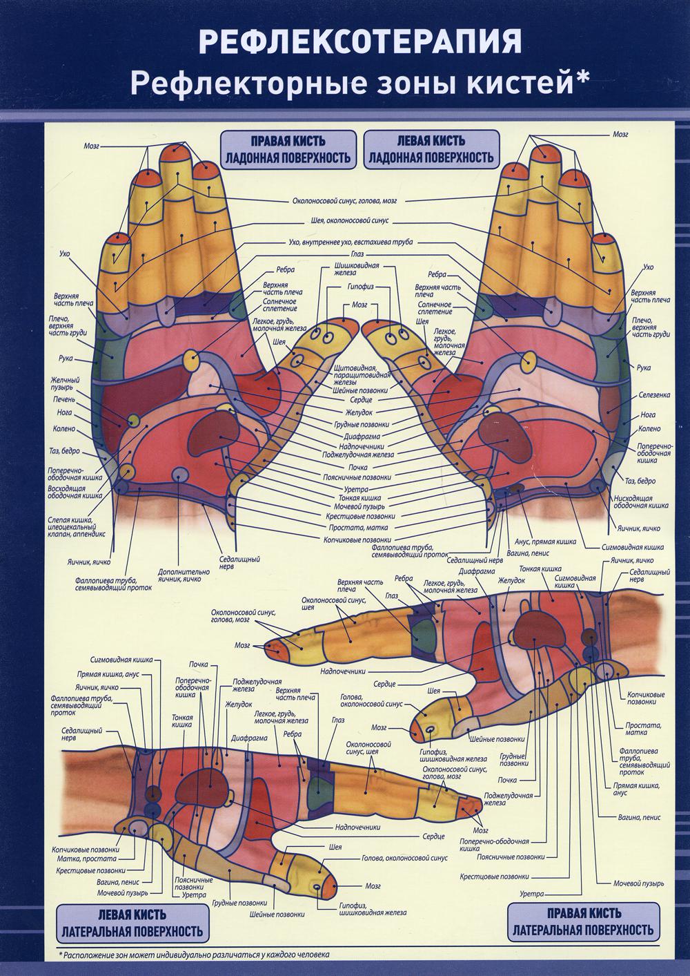Зоны руки. Рефлекторные зоны кистей. Рефлекторные зоны ладони. Рефлекторная карта рук. Рефлекторные зоны спины.