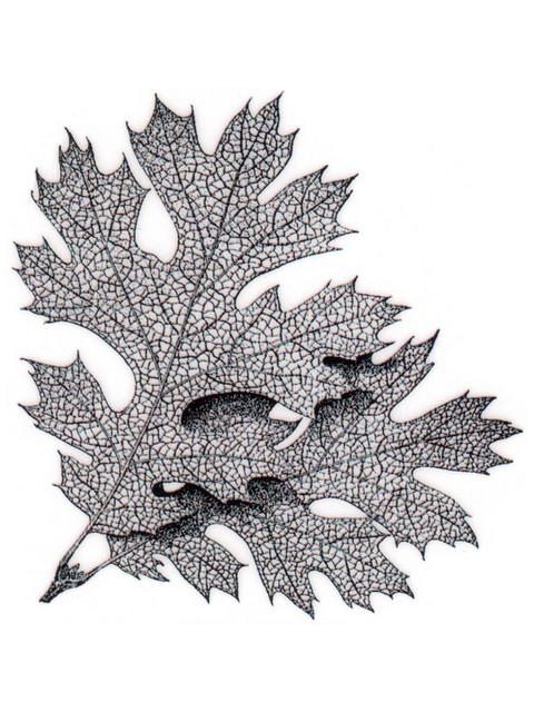 

Штамп резиновый «Elm Leaves», 7,6x7,8см