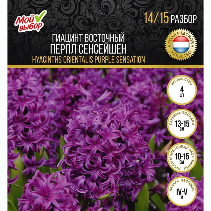 

Гиацинт восточный Перпл Сенсейшен, р-р 14/15, 4 шт