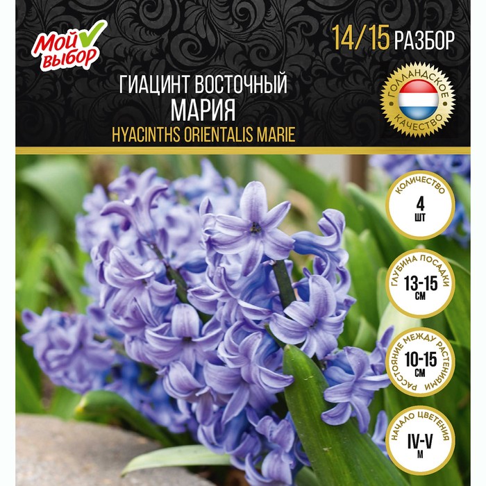 

Гиацинт восточный Мария, р-р 14/15, 4 шт