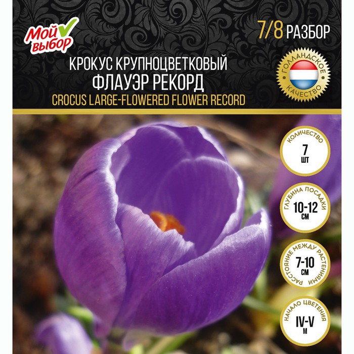 

Крокус крупноцветковый Флауэр Рекорд, р-р 7/8, 7 шт