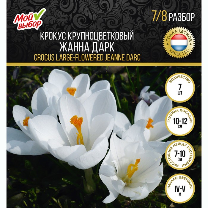 

Крокус крупноцветковый Жанна д`Арк, р-р 7/8, 7 шт