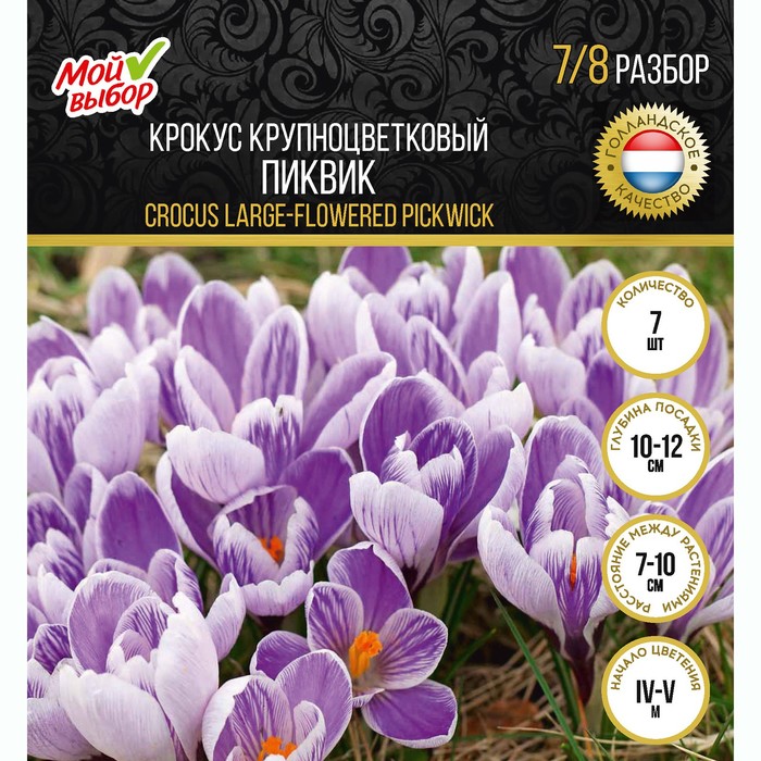 

Крокус крупноцветковый Пиквик, р-р 7/8, 7 шт
