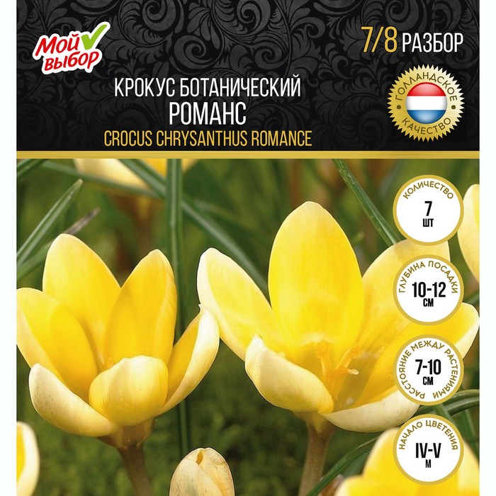 

Крокус ботанический Романс, р-р 7/8, 7 шт