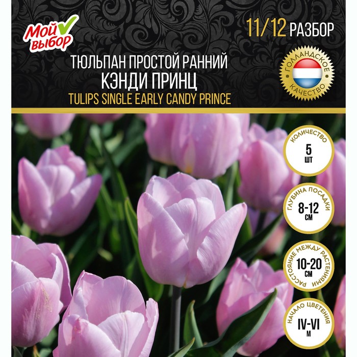 

Тюльпан простой ранний Кэнди Принц, р-р 11/12, 7 шт