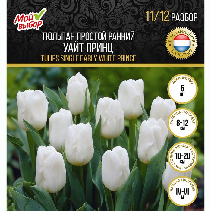 

Тюльпан простой ранний Уайт Принц, р-р 11/12, 7 шт