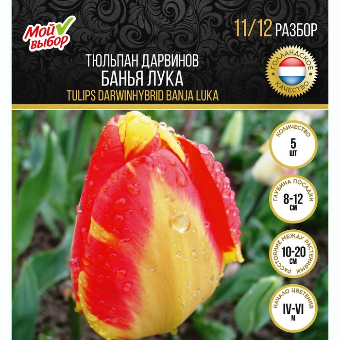 

Тюльпан Дарвинов Банья Лука, р-р 11/12, 5 шт