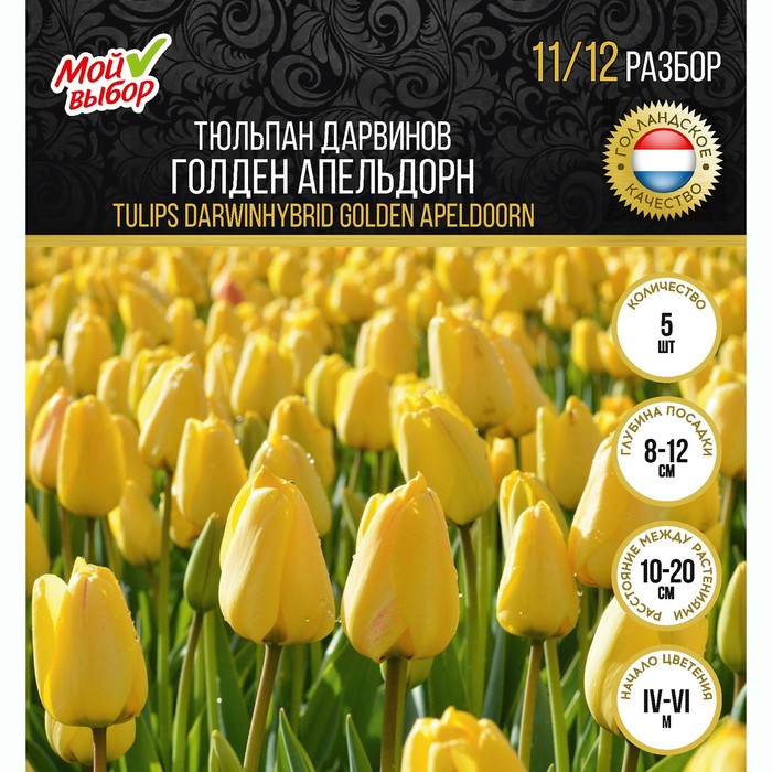 

Тюльпан Дарвинов Голден Апельдорн, р-р 11/12, 5 шт