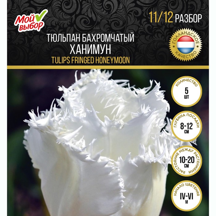 

Тюльпан бахромчатый Ханимун, р-р 11/12, 5 шт