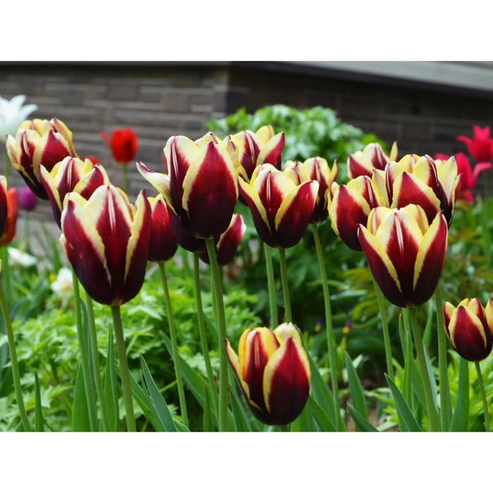 

Тюльпан триумф Гавота, р-р 11/12, 3 шт, Эконом