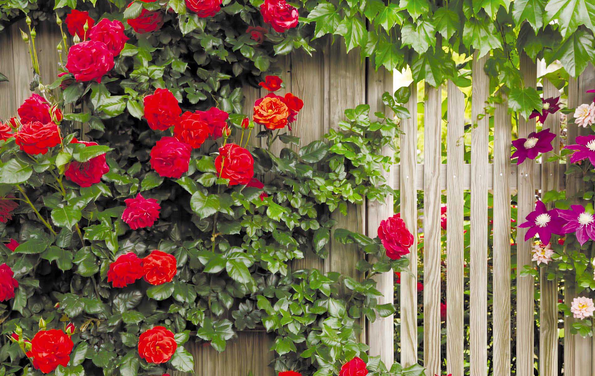 

Фотосетка для забора ЗД-0437, Бежевый;зеленый;красный