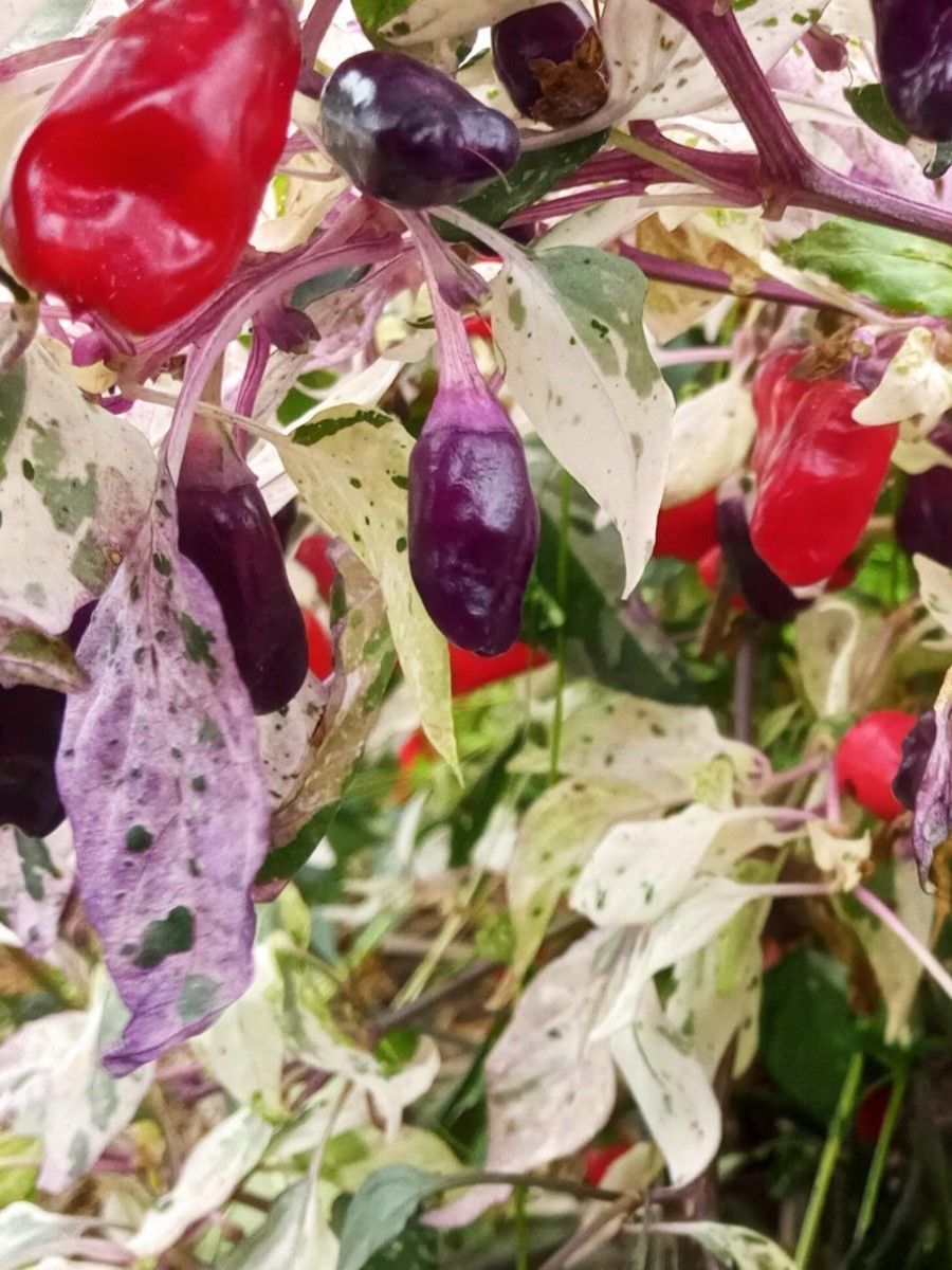 

Семена перец острый Ornamental jigsaw variegated Бамбук Shop Per152 1 уп., Ornamental Jigsaw variegated