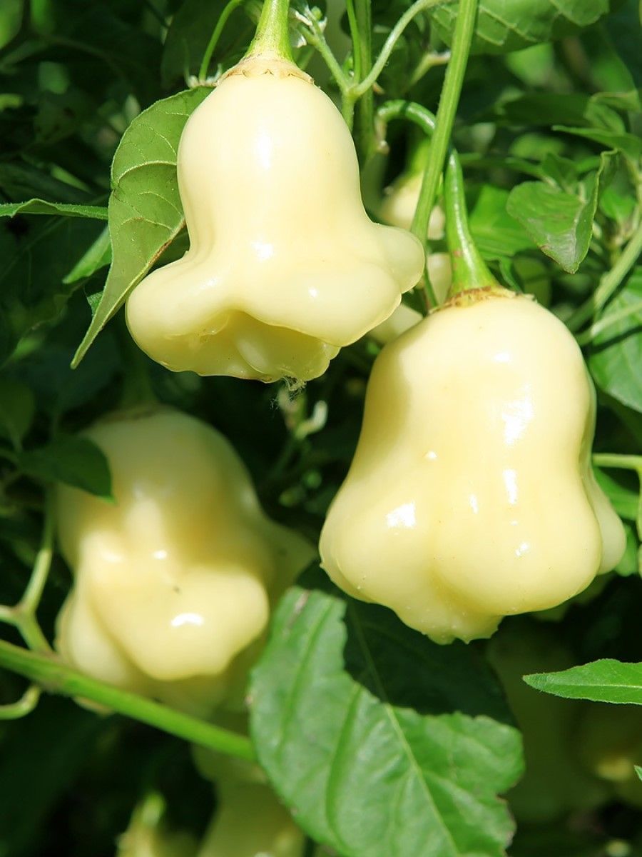 

Семена перец острый Aji fantasy white Бамбук Shop Per163 1 уп., Aji fantasy white