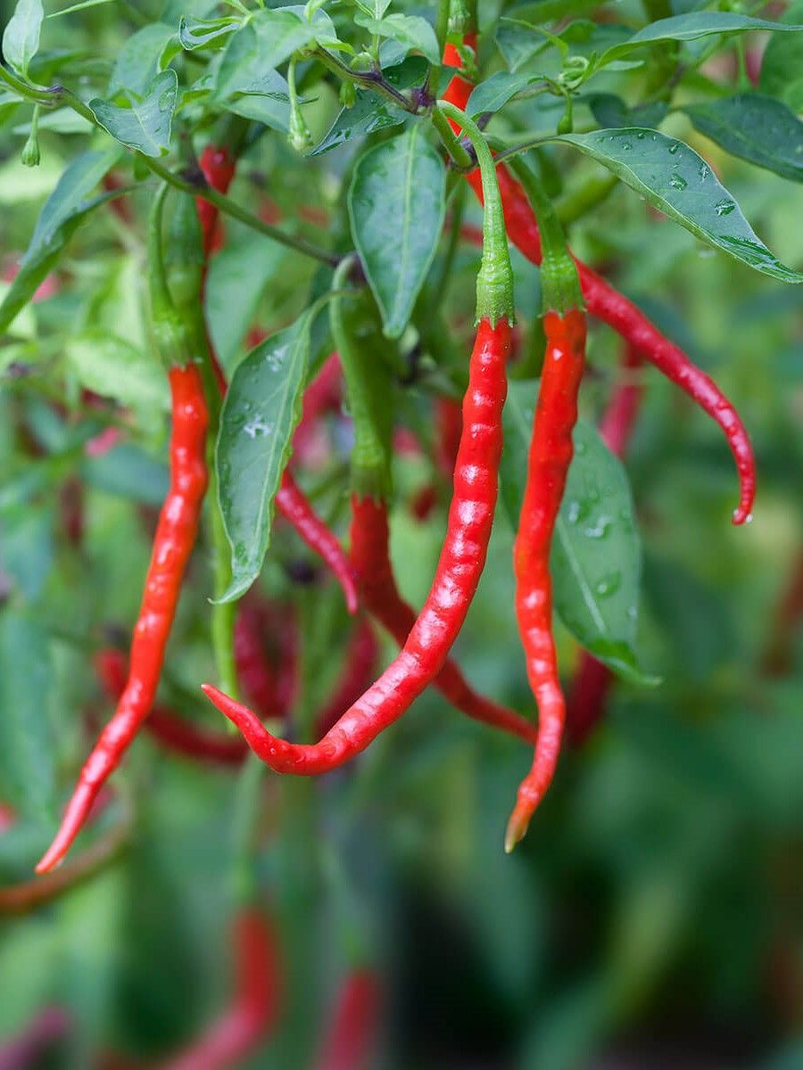 Семена перец острый Chile de arbol Бамбук Shop Per156 1 уп.