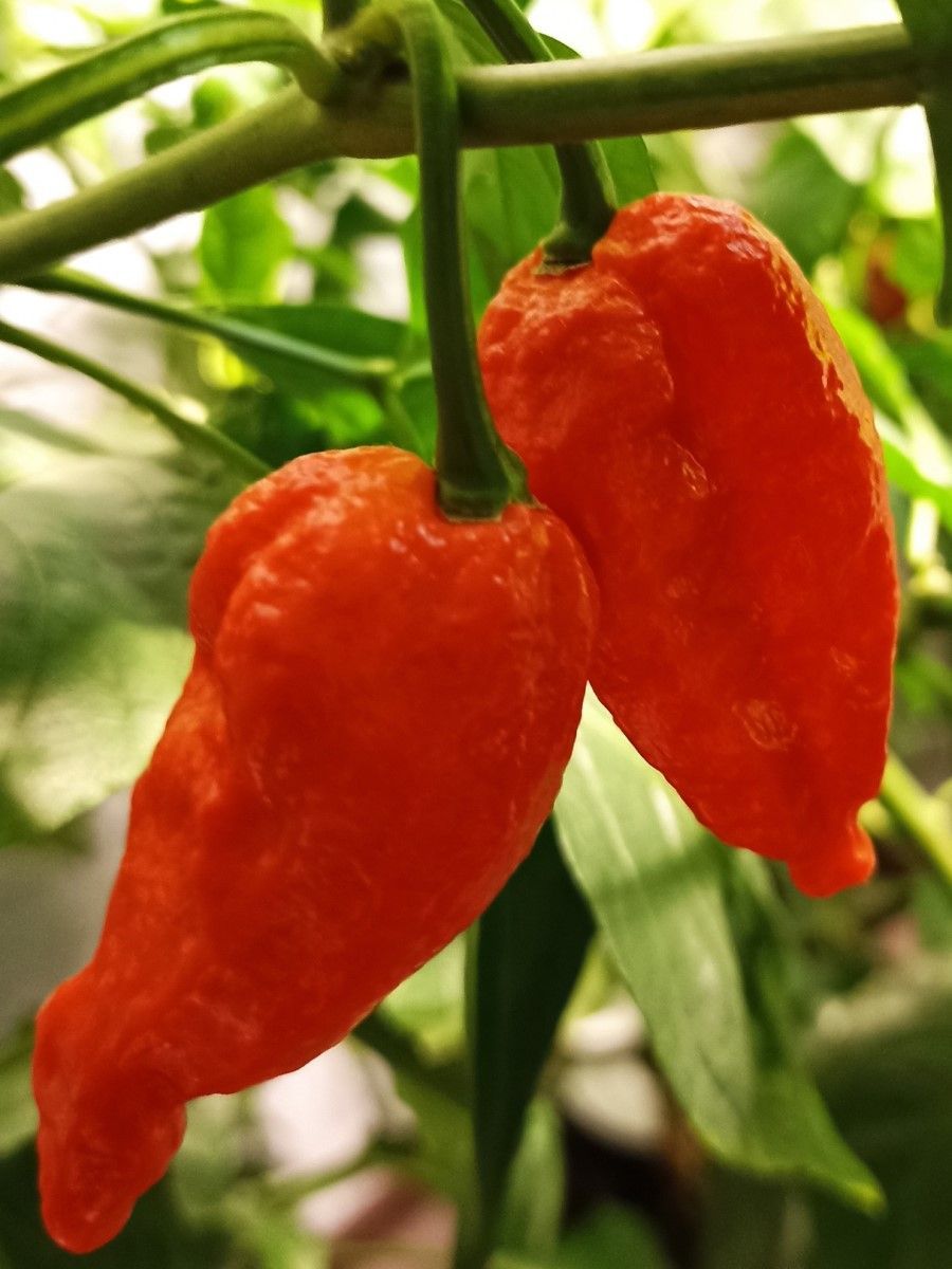 

Семена перец острый Naga morich Бамбук Shop Per22 1 уп., Naga morich