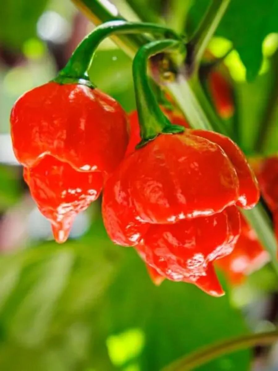 Семена перец острый Trinidad scorpion red Бамбук Shop Per91 1 уп.