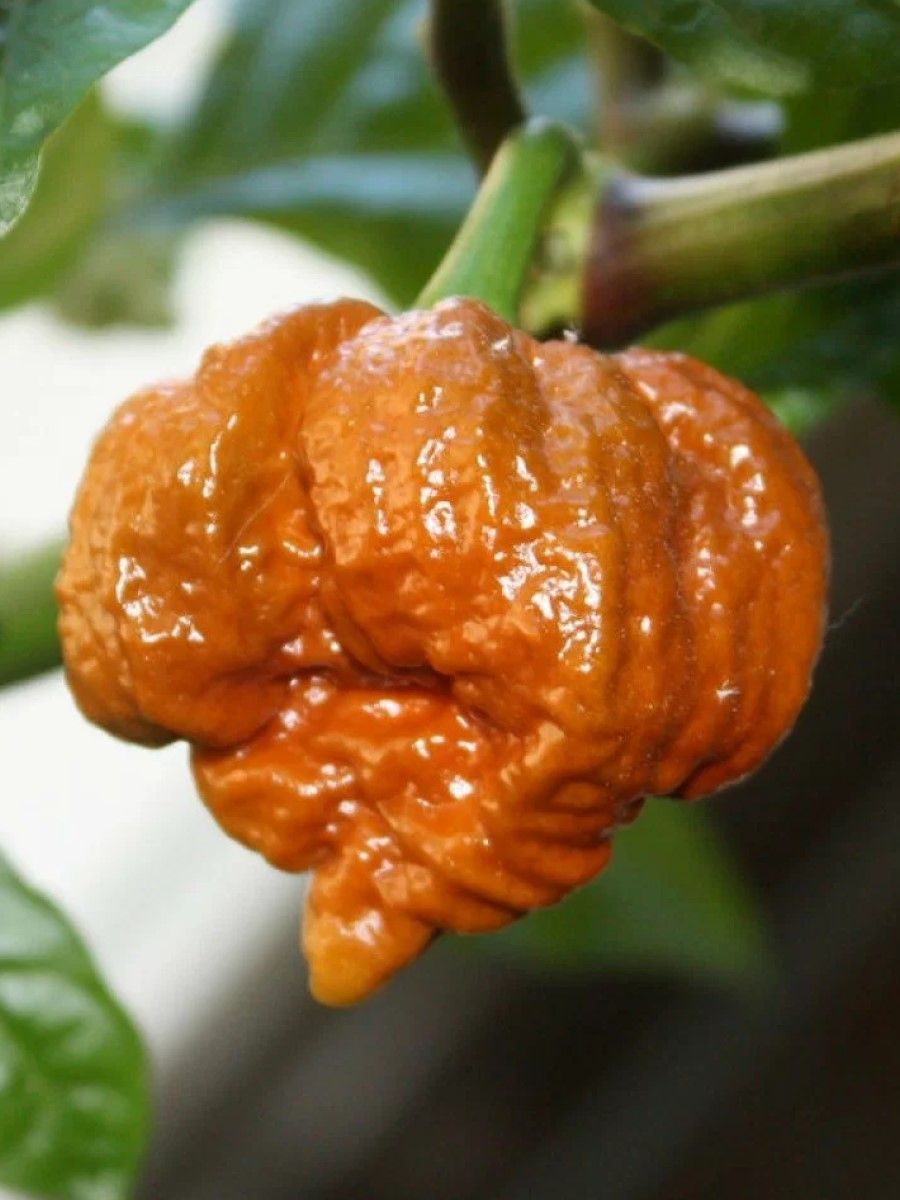 Семена перец острый Trinidad scorpion moruga caramel Бамбук Shop Per90 1 уп.