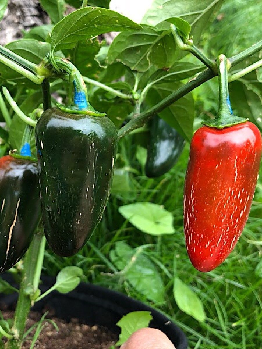 

Семена перец острый Jalapeno agriset 4109 Бамбук Shop Per36 1 уп., Jalapeno agriset 4109