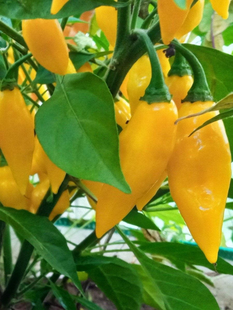 

Семена перец острый Aji mochero Бамбук Shop Per11 1 уп., Aji mochero