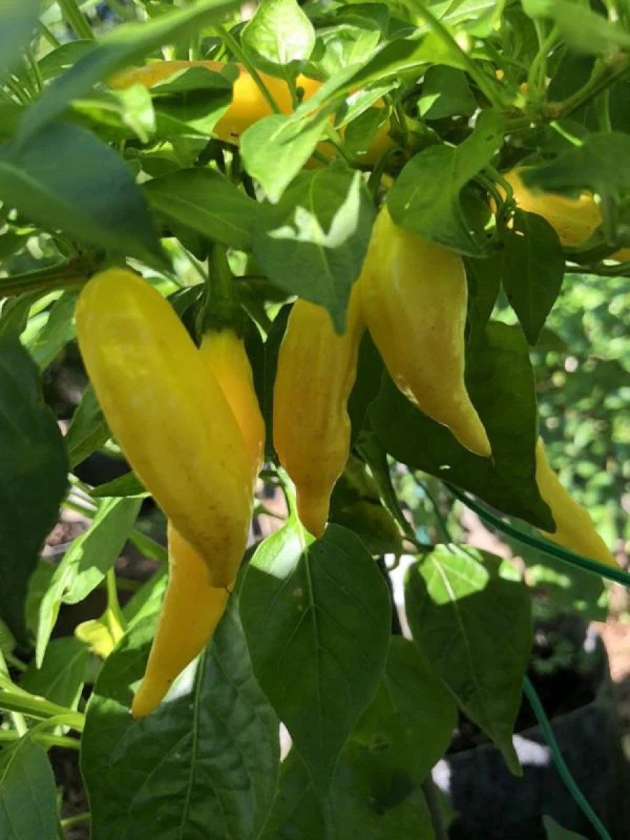 Семена перец острый Aji russian yellow Бамбук Shop Per4 1 уп.