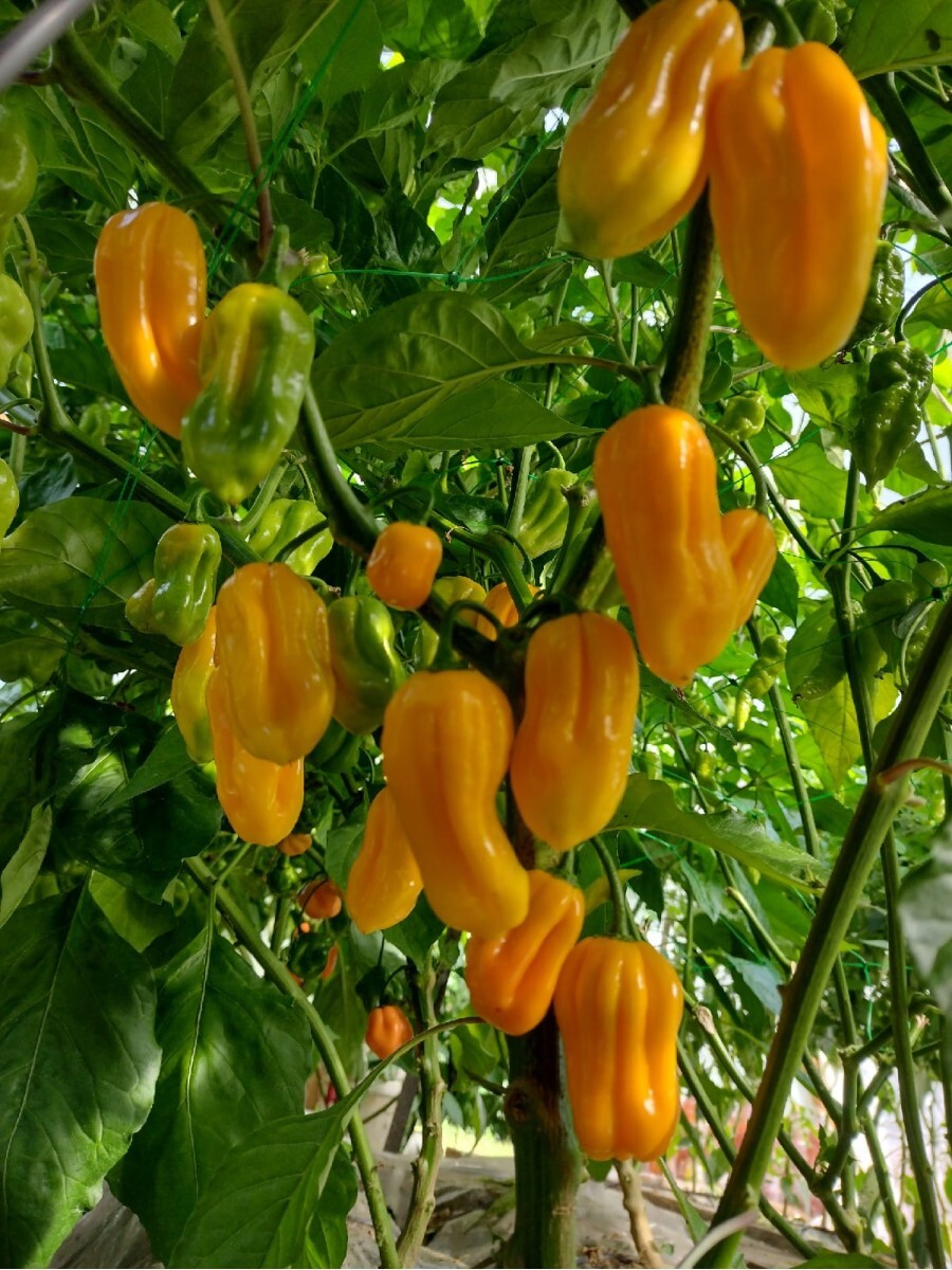 Семена перец острый Habanero yellow Бамбук Shop Per6 1 уп.