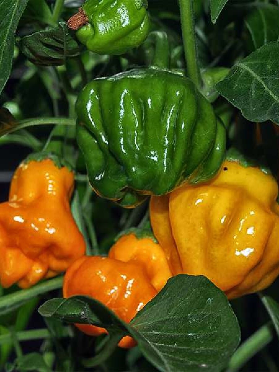 

Семена перец острый Jamaican hot orange Бамбук Shop Per149 1 уп., Jamaican hot orange