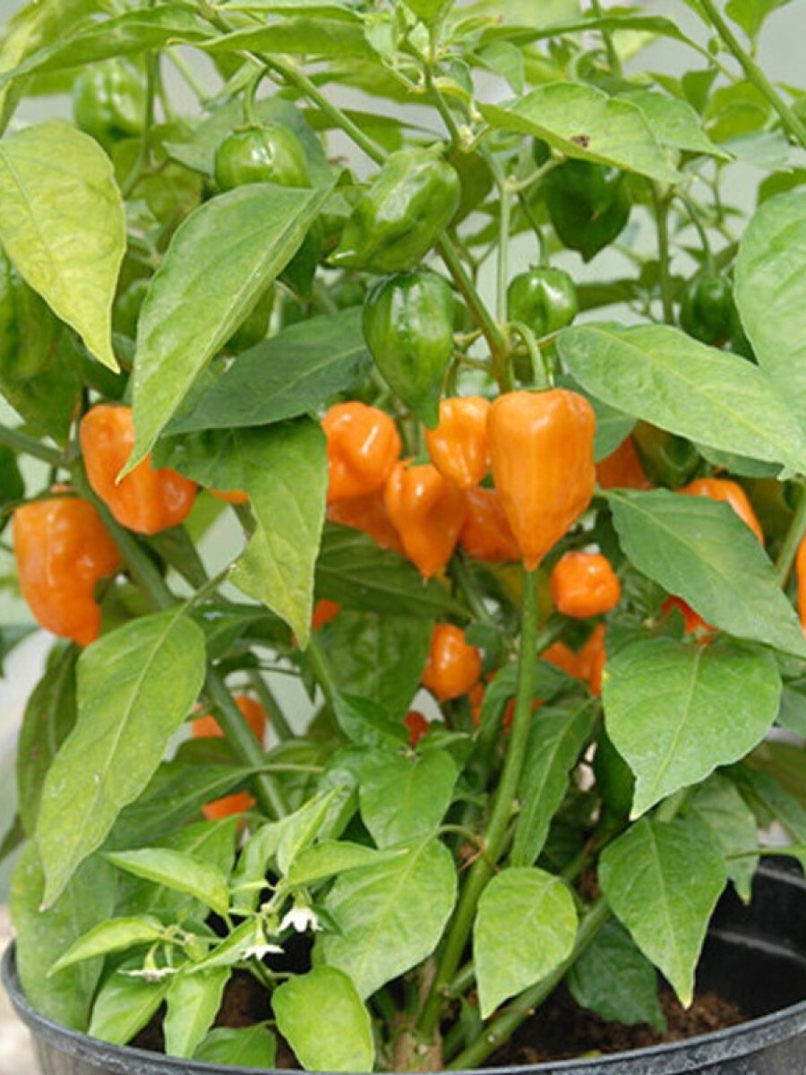 Семена перец острый Habanero orange Бамбук Shop Per78 1 уп.