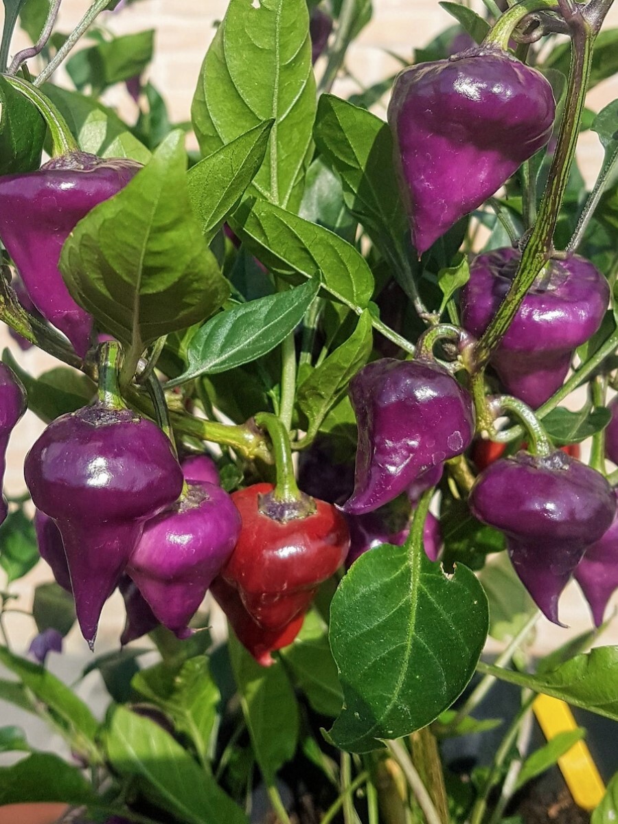 

Семена перец острый Purple ufo Бамбук Shop Per39 1 уп., Purple UFO