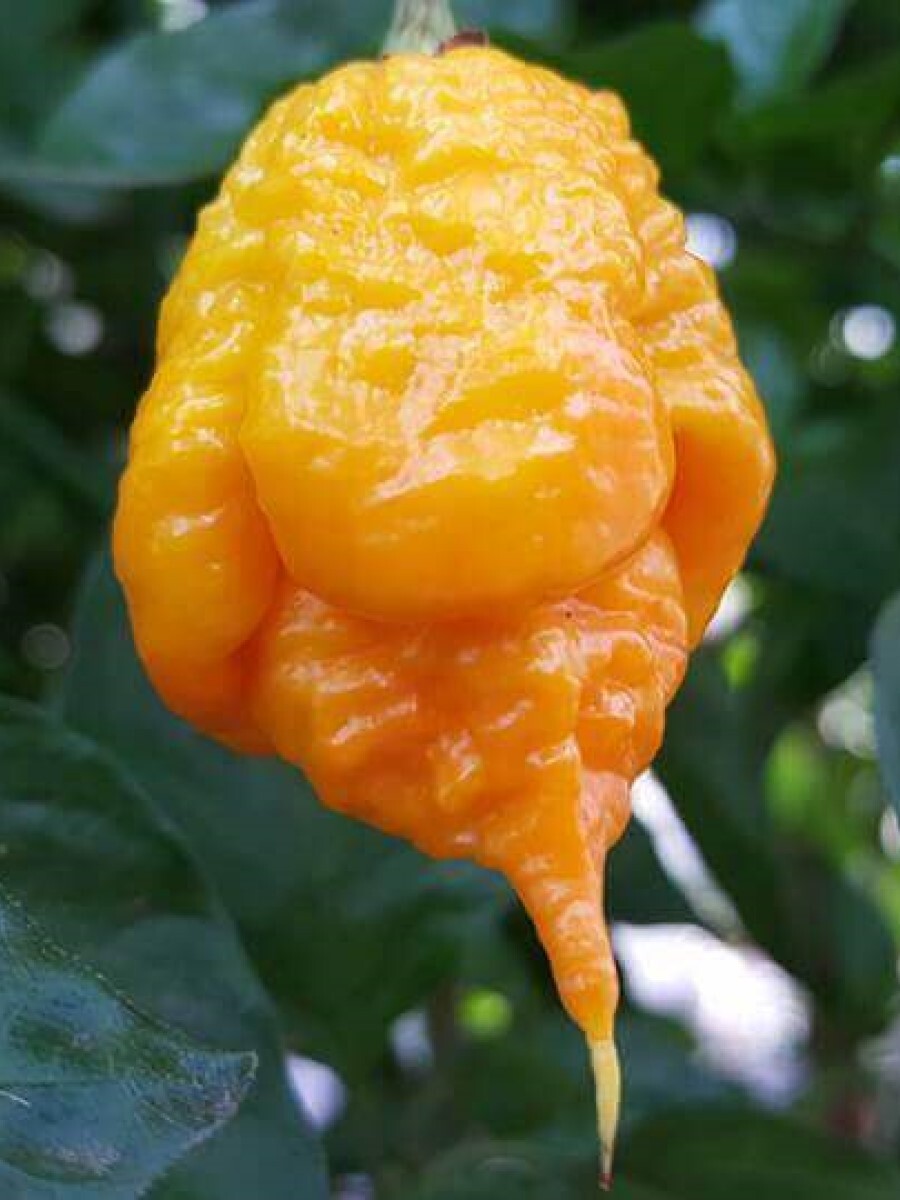 Семена перец острый Carolina reaper yellow Бамбук Shop Per43 1 уп.