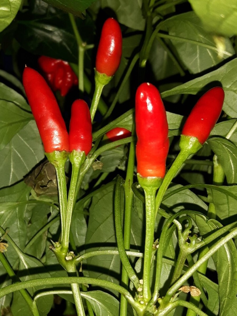 

Семена перец острый Piri piri Бамбук Shop Per41 1 уп., Piri piri