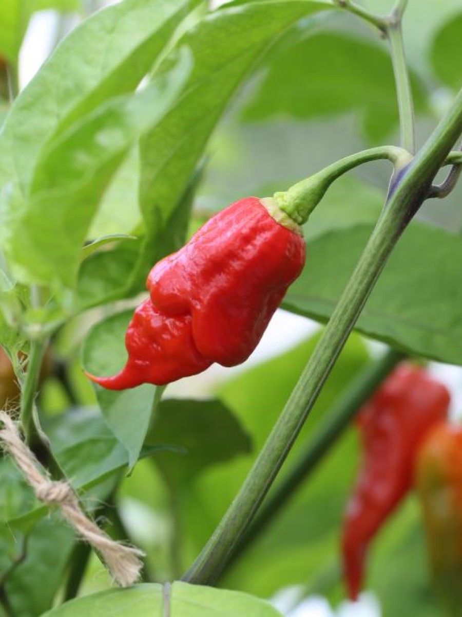 Семена перец острый Trinidad scorpion long sr Бамбук Shop Per49 1 уп.