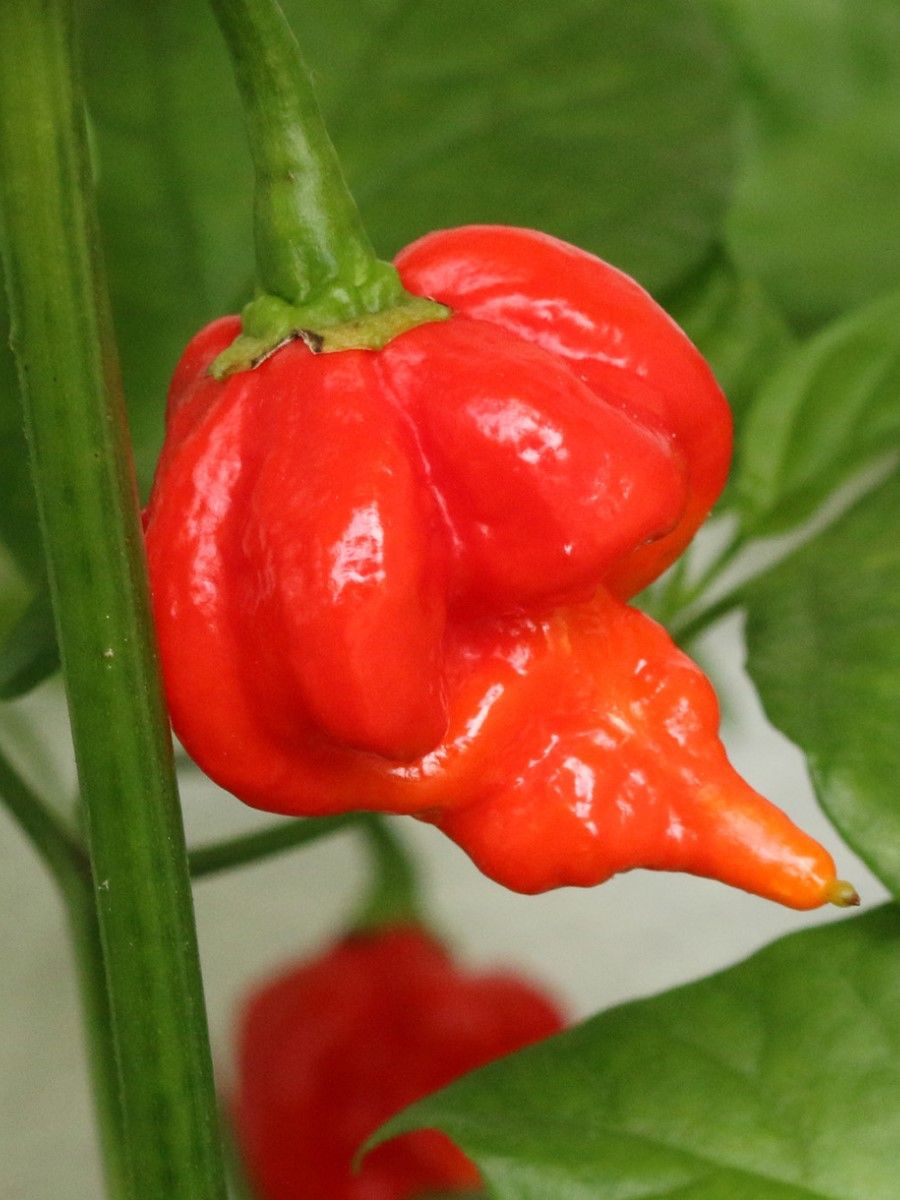 Семена перец острый Trinidad scorpion butch t red Бамбук Shop Per40 1 уп.