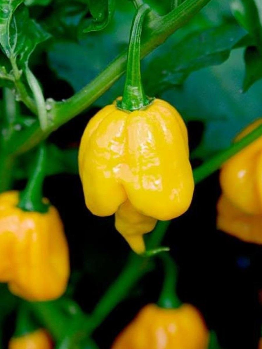 Семена перец острый Trinidad scorpion butch t yellow Бамбук Shop Per37 1 уп.